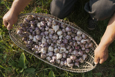 Ein älterer Bauer hält einen Korb mit Knoblauch an einem sonnigen Tag - OSF00892