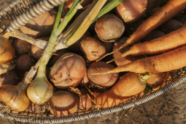 Vegetables in basket in sunlight - OSF00894