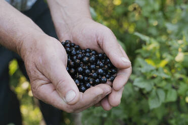 Hände eines Landwirts mit Beeren von schwarzen Johannisbeeren - OSF00900