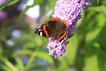 Roter Admiral (Vanessa atalanta), der sich auf blühenden Blumen niederlässt - JTF02157