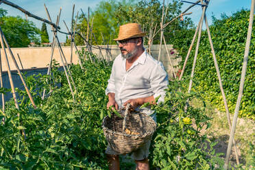 Gärtner mittleren Alters mit Strohhut und Brille steht in der Nähe von Tomatensträuchern mit Weidenkorb beim Pflücken von Früchten unter blauem Himmel - ADSF37793