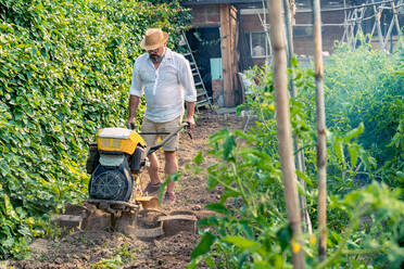 Middle aged gardener in casual wear and straw hat using motor cultivator while standing between colorful lush tomato shrubs under blue sky - ADSF37796