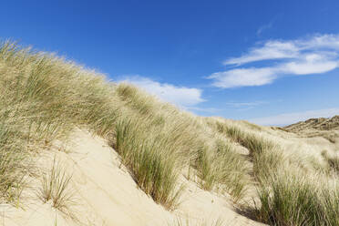 Belgium, West Flanders, De Haan, Grassy dunes in summer - GWF07567