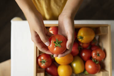 Ein Mädchen hält eine frische Tomate in den Händen - LESF00132