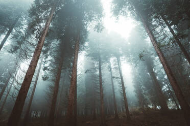 Blick von unten auf herbstliche Bäume in einem schönen Wald voller Nebel im Baskenland, Spanien - ADSF37968