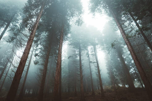 Blick von unten auf herbstliche Bäume in einem schönen Wald voller Nebel im Baskenland, Spanien - ADSF37968