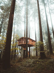 An einem Baum aufgehängte Holzhütte im nebligen Herbstwald im Baskenland, Spanien - ADSF37973