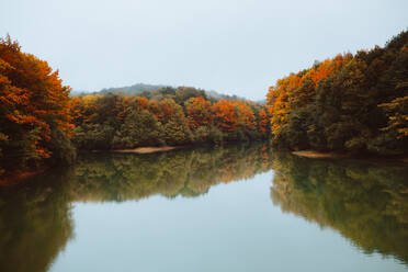 Herbstliche Bäume in einem schönen Wald voller Nebel im Baskenland, Spanien - ADSF37975
