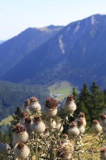 Deutschland, Bayern, Pflanzen auf dem Gipfel des Stumpfling - JTF02176