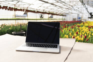 Laptop auf dem Tisch mit Tulpengewächshaus im Hintergrund - EKGF00051