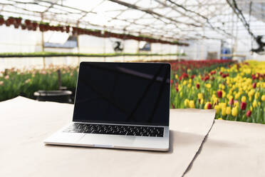 Laptop on table with tulip greenhouse in background - EKGF00051