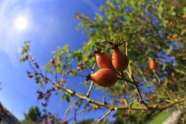 Rose hips growing in summer - JTF02193