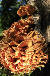 Tree trunk covered in brown mushrooms - JTF02194