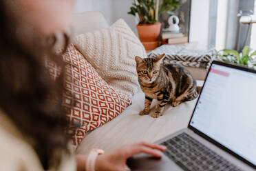 Frau zu Hause während eines Videogesprächs mit einem glücklichen Mann, bei dem auch ihre Katze zugegen ist. - ADSF38226