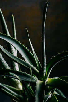 Aloe vera Blätter auf dunklem Hintergrund - ADSF38397