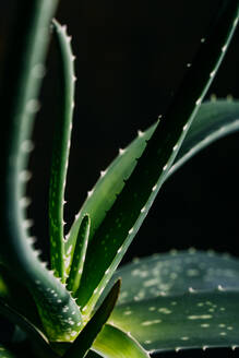 Aloe vera Blätter auf dunklem Hintergrund - ADSF38399