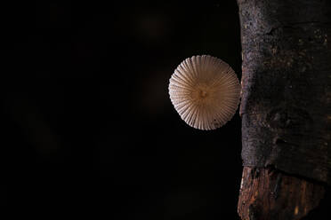 Wilder Pilz auf schwarzem Hintergrund, unbekannte Art. - ADSF38484