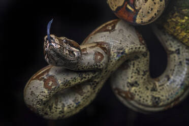 Boa constrictor an einem Baum auf dunklem Hintergrund aufgehängt - ADSF38487