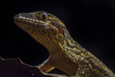 Beautiful portrait of Lizard in Madagascar over dark background - ADSF38489