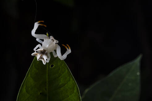 Blumenkrabbenspinne auf schwarzem Hintergrund - ADSF38497