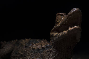 Porträt eines Kaimans vor dunklem Hintergrund aus Ecuador, Caiman cocodrilus. - ADSF38499