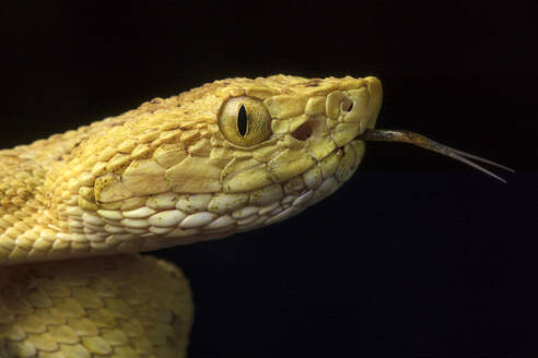 Bothrops osbornei: Schlange aus Ecuador - ADSF38508