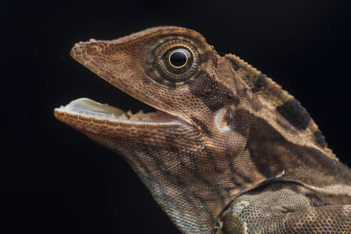 Gonocephalus grandis. Lizard with open mouth over dark background - ADSF38514