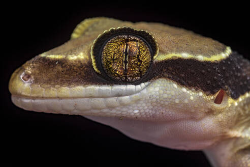 Cyrtodactylus australotitiwangsaensis: Lizard from Malaysia over dark background - ADSF38515