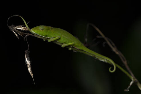 Calumma gastrotaenia: Chamäleon aus Madagaskar auf dunklem Hintergrund - ADSF38520