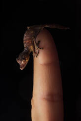 Uroplatus phantasticus: Gecko aus Madagaskar auf dunklem Hintergrund auf einem menschlichen Finger - ADSF38521