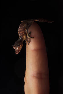 Uroplatus phantasticus: Gecko from Madagascar over dark background on a human finger - ADSF38521