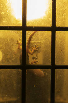 Hemidactylus spp: Gecko from Madagascar crawling on window - ADSF38522