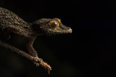 Uroplatus: Gecko aus Madagaskar auf dunklem Hintergrund - ADSF38526