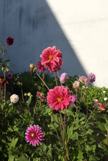 Rosa Dahlien blühen im Sommer - GISF00911