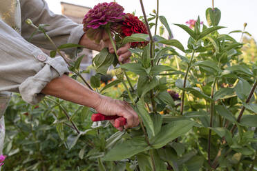 Hände einer älteren Frau mit Heckenschere, die Zinnienblüten schneidet - VBUF00161