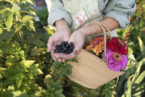 Senior woman with basket of flowers holding black currants in hand - VBUF00163
