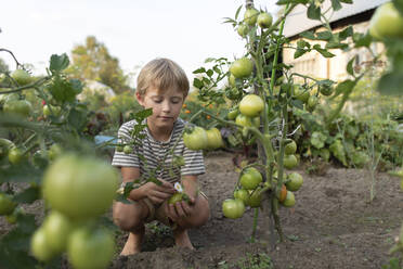 Blonder Junge hockt neben einer wachsenden Tomatenpflanze im Garten - VBUF00176