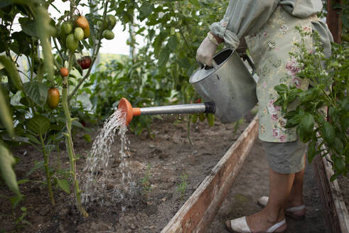 Senior woman watering tomato plant with can in greenhouse - VBUF00180