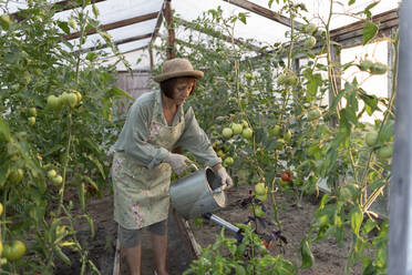 Ältere Frau bewässert Tomatenpflanze mit Gießkanne im Gemüsegarten - VBUF00181