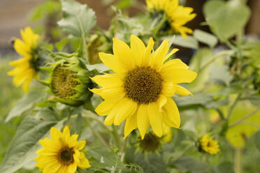 Gelbe Sonnenblumen auf einer Pflanze im Garten gewachsen - LESF00230