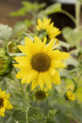 Gelbe Sonnenblumen auf Pflanze gewachsen - LESF00231