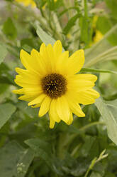 Frische gelbe Sonnenblume auf Pflanze gewachsen - LESF00232