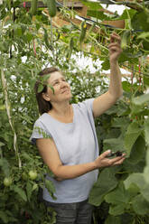 Reife Frau mit Schere pflückt Gurke aus Pflanze im Gemüsegarten - LESF00233