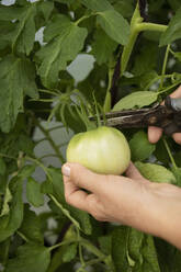 Hände einer Frau beim Pflücken von Tomaten mit einer Schere im Garten - LESF00235