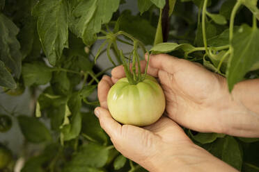 Hände einer Frau halten eine Tomate, die auf einer Pflanze im Garten gewachsen ist - LESF00238