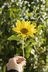 Hand einer Frau hält Sonnenblume an einem sonnigen Tag - LESF00242