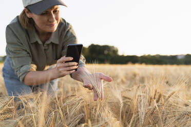 Frau macht Handy-Foto von Gerstenähre im Feld - EKGF00077