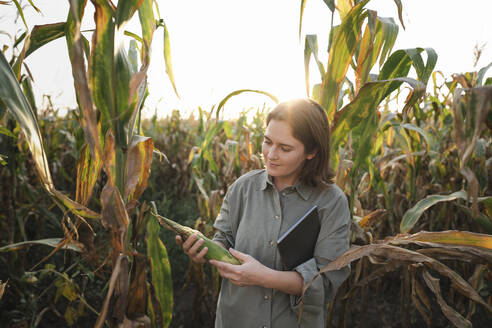 Frau mit digitalem Tablet, die eine Maispflanze auf einem Feld untersucht - EKGF00083