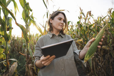 Woman with digital tablet examining maize plant in field - EKGF00084