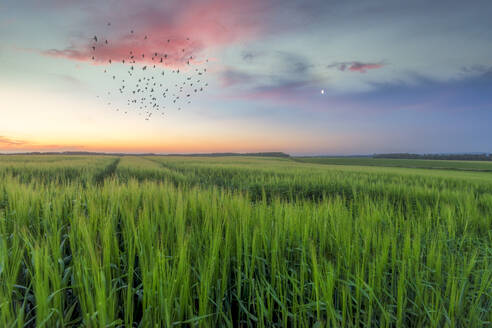 Flock of birds flying over green crops at dusk - SMAF02187